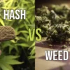 hash and weed