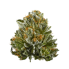 Bubba Kush strain is an indica-dominant strain known for its relaxing effects, earthy aroma, and soothing properties.